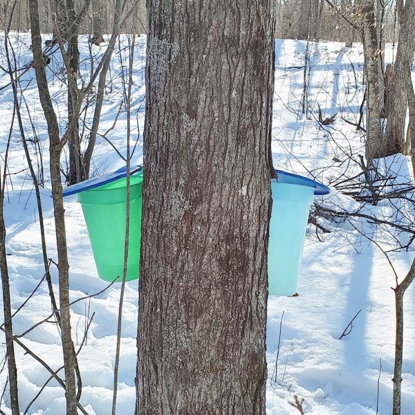 maple bush- bed & breakfast